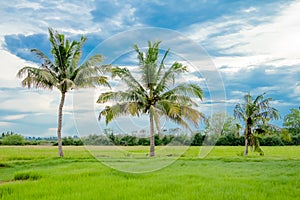 Coconut palm tree in green rice fields