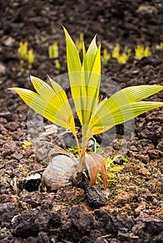 Coconut palm tree growing out of coconut