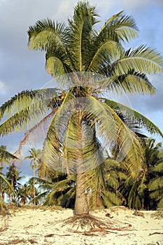 Coconut palm tree growing on tropical beach