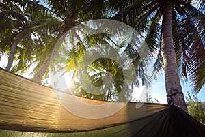 Coconut palm tree and hammock