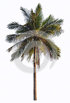 Coconut palm tree isolate on white