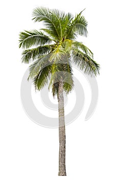 Coconut palm tree isolated against white background, Saved clipping path