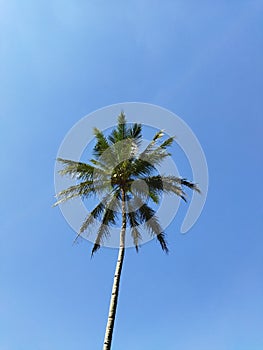 Coconut Palm Tree Isolated Blue Sky Background