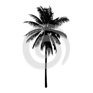Coconut palm tree, isolated natural plant sign, vector