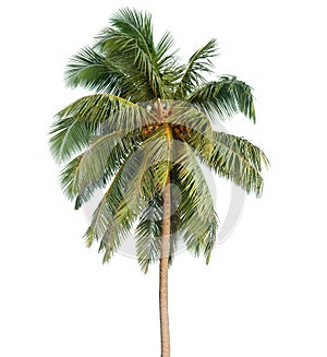 Coconut palm tree isolated on white background