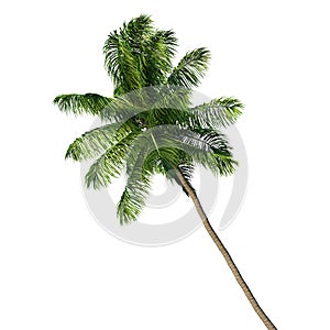 Coconut palm tree isolated on white background