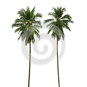 Coconut palm tree isolated on white background