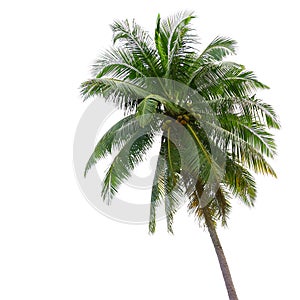 Coconut palm tree isolated on white background