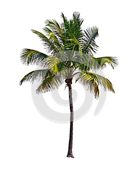 Coconut palm tree, isolated on white background