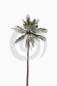 Coconut palm tree on isolated white background.