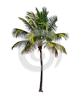 Kokos palma strom izolované na bílém pozadí 