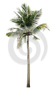 Coconut palm tree isolated on white background of file with Clipping Path