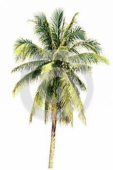 Coconut palm tree isolated on white background. Nature concept