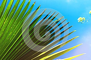 Coconut palm tree leaf beautiful tropical background.