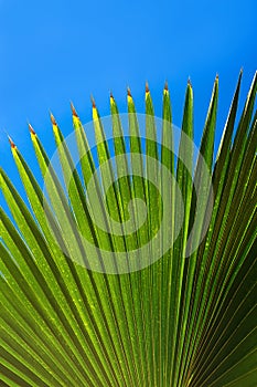 Coconut palm tree leaf beautiful tropical background.