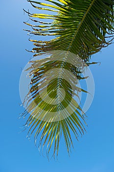Coconut Palm Tree Leaf and blue sky background