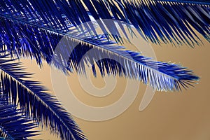 Coconut palm tree leaf on blue sky background, close up