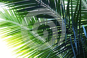 Coconut palm tree leaf photo. Coco leaf silhouette closeup. Abstract coco palm leaf background.