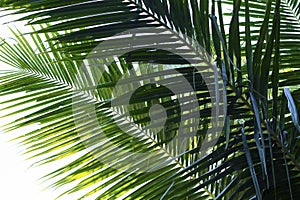 Coconut palm tree leaf vivid toned photo. Coco leaf closeup. Abstract coco palm leaf background.