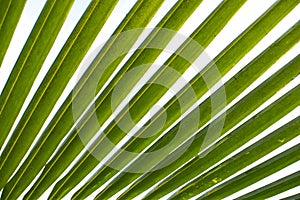 Coconut palm tree leaf