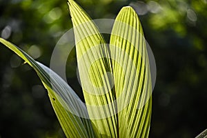 Coconut palm tree leafs in home