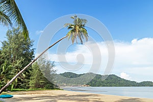 Coconut palm tree lean sloping over the tropical beach at Koh Chang island , Trat , Thailand