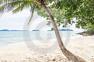 Coconut palm tree lean sloping over the tropical beach at Koh Chang island , Trat , Thailand