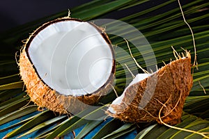 Coconut on palm tree leave