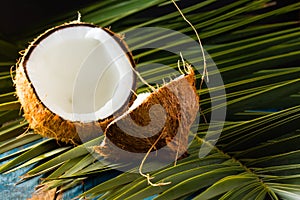 Coconut on palm tree leave