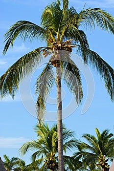 Coconut Palm Tree Mexico