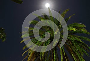 Coconut Palm Tree by Moonlight 2