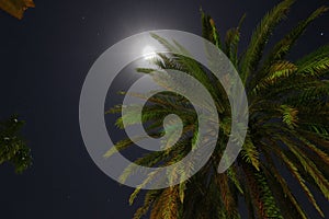 Coconut Palm Tree by Moonlight