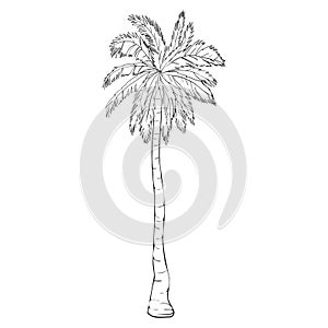 Coconut palm tree natural icon isolated on a white background