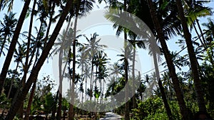 Coconut Palm Tree at Nusa Penida