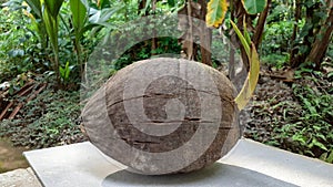 Coconut Palm tree nut germinating
