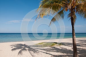 Coconut palm tree and ocean