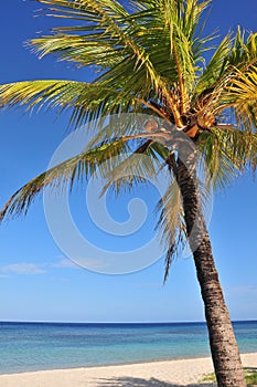 Noce di cocco Palma un albero un Oceano 