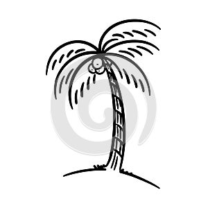 Coconut palm tree outline illustration