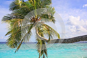 Coconut Palm Tree Over calm blue turquoise Ocean Surface  in the Maldive Islands.