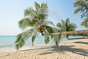 Coconut palm tree over luxury beach