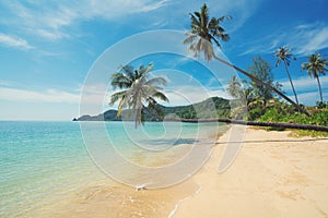 Coconut palm tree over summer beach sea in Phuket ,Thailand. Sum