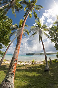 Coconut Palm Tree over tropical white sand beach