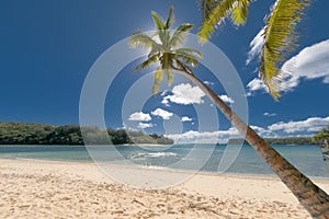 Coconut Palm Tree over tropical white sand beach