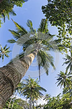 Coconut Palm Tree over tropical white sand beach