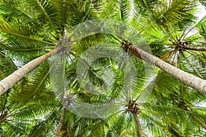 Kokos palma strom 