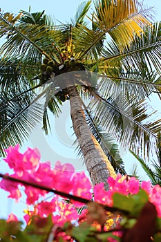 Coconut palm tree with pink flowers