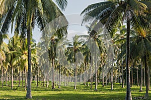 Coconut palm tree plantation, Espiritu Santo, Vanuatu