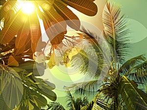 Coconut palm tree and plumeria tree under sky. Vintage background. Travel card. Vintage effect and sun flare