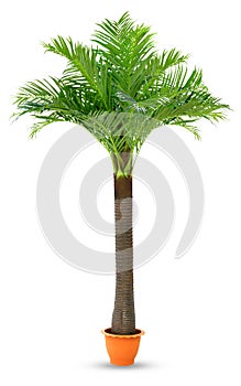 Coconut palm tree in pot plastic isolated white background, Coconut tree for decoration booth exhibitions prop display garden photo