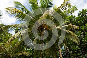Coconut palm tree in the rain forest in the Portland Parish, Jamaica